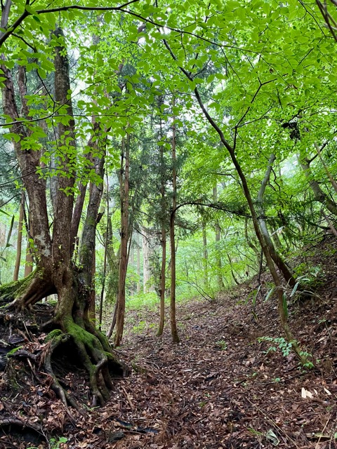 ガイアの森便り ～木蔭とせせらぎ、陽だまりと命の営み～画像5