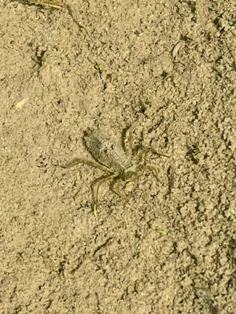 稲がすくすく育っています！天と地を映す棚田と人を育む食「伊達政宗公が目指した天地人の世」をガイアグループは目指します。画像2