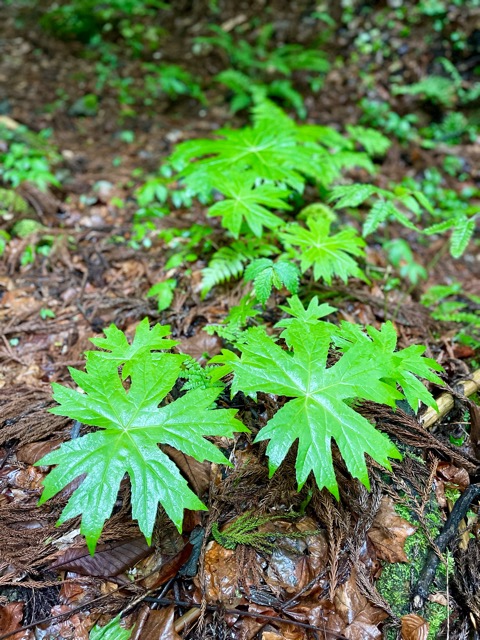 雨の「ガイアの森」に行ってみました。画像2