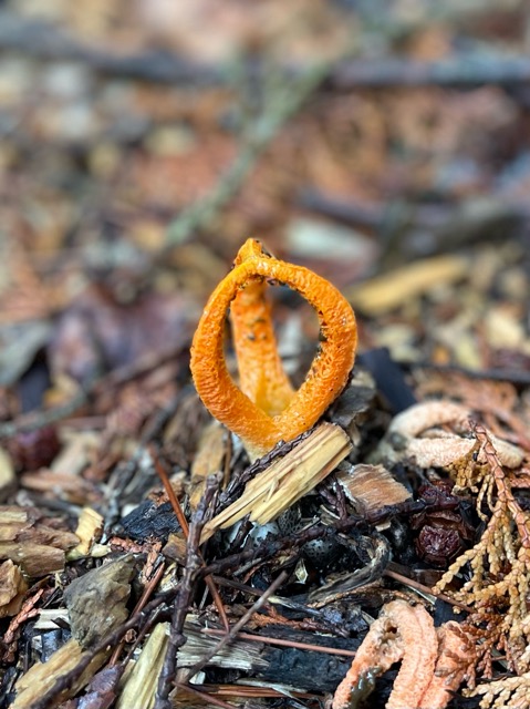 ガイアの森に現れた「三鈷」——不思議なキノコ、サンコタケ画像1