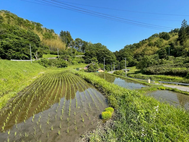 稲がすくすく育っています！天と地を映す棚田と人を育む食「伊達政宗公が目指した天地人の世」をガイアグループは目指します。画像4