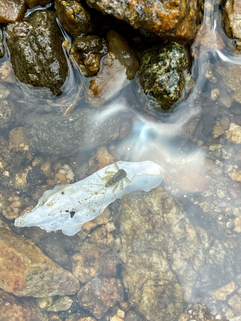 ガイアファーム・田植えの季節がやってきた棚田の恵みとまちづくり画像1