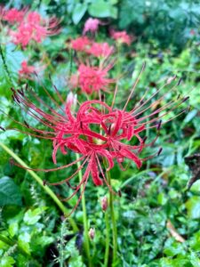 ５０万本のヒガンバナ咲き始め　船岡城址公園〈宮城・柴田町〉 サムネイル画像