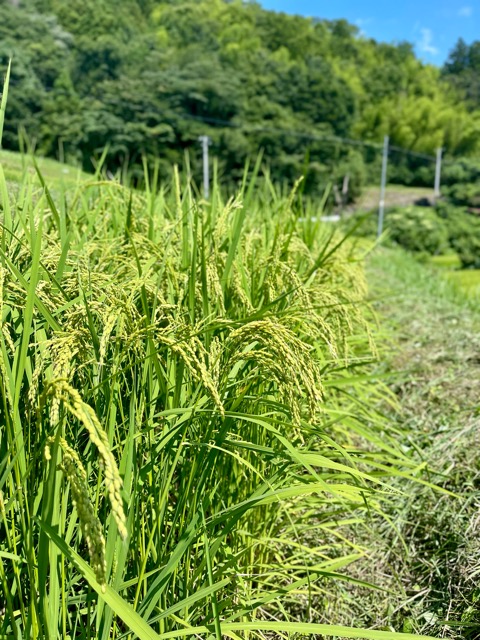 地域の“食”と“自然”を未来につなぐ:ガイアグループの取り組み画像2