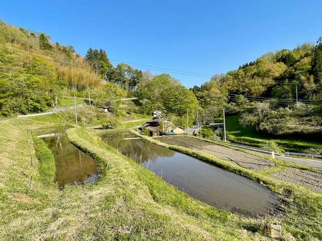 【田圃の守り神、現る】オニヤンマが教えてくれる自然との共生 〜ガイアファームの棚田より〜画像2