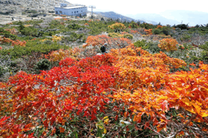 秋色、染まりゆく　蔵王の紅葉、見頃に サムネイル画像