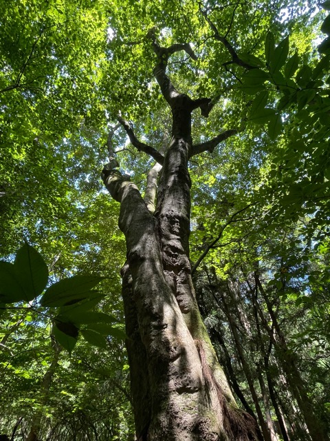 🌳 ガイアの森だより ― 千年の森を創るプロジェクト・真夏の観察記画像4
