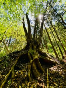 ガイアの森──命が目覚める春、守り神とともに サムネイル画像