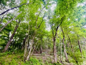 【青森・岩手・宮城】猛暑を逃れて爽涼の東北へ！ 自然とアートに癒やされる休日 サムネイル画像