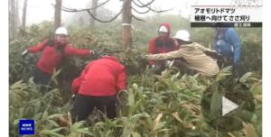 蔵王連峰でささ刈り 「樹氷」のアオモリトドマツ植樹へ サムネイル画像