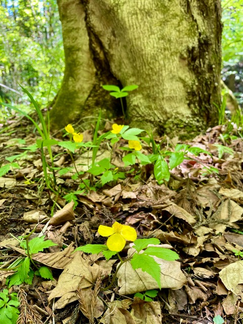 ガイア森の季節の変化 〜イカリソウとヤマブキソウ、クマガイソウ画像3