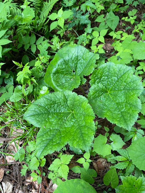 小雨とともに静かに始まる ― ヒメシャガの植栽と、ガイアの森の未来画像2