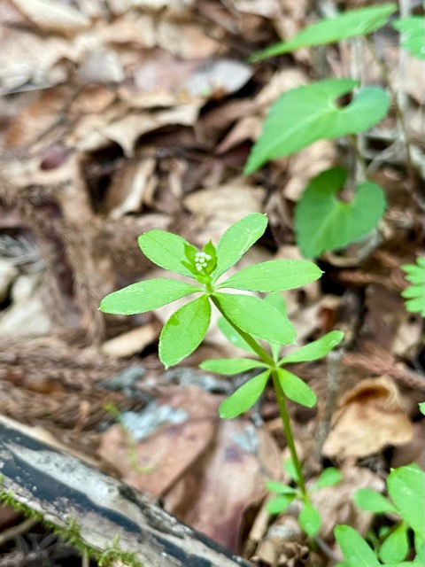 【ガイアの森 〜テンナンショウ、モミジガサ、クルマバソウの魅力〜】画像2