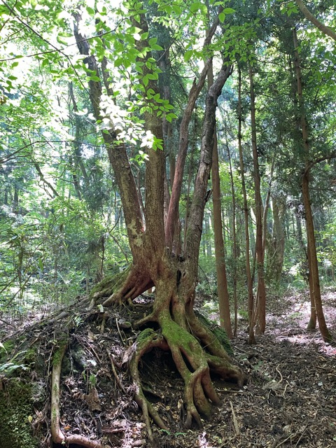 🌳 ガイアの森だより ― 千年の森を創るプロジェクト・真夏の観察記画像1