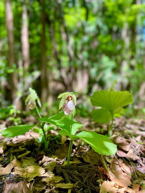 ガイア森の季節の変化 〜イカリソウとヤマブキソウ、クマガイソウ画像2