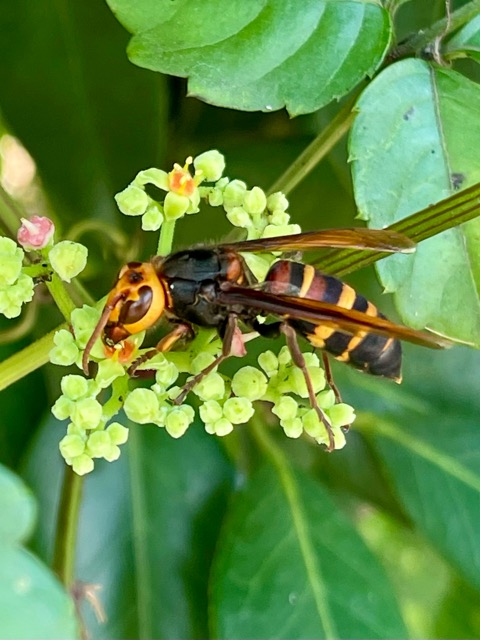 🌳 ガイアの森だより ― 真夏の森で出会う生命の営み画像3