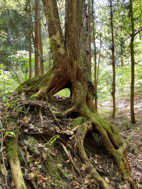 ガイアの森だより画像4