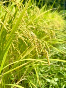 ガイアフーズ・地域の「食」を未来へつなぐ サムネイル画像