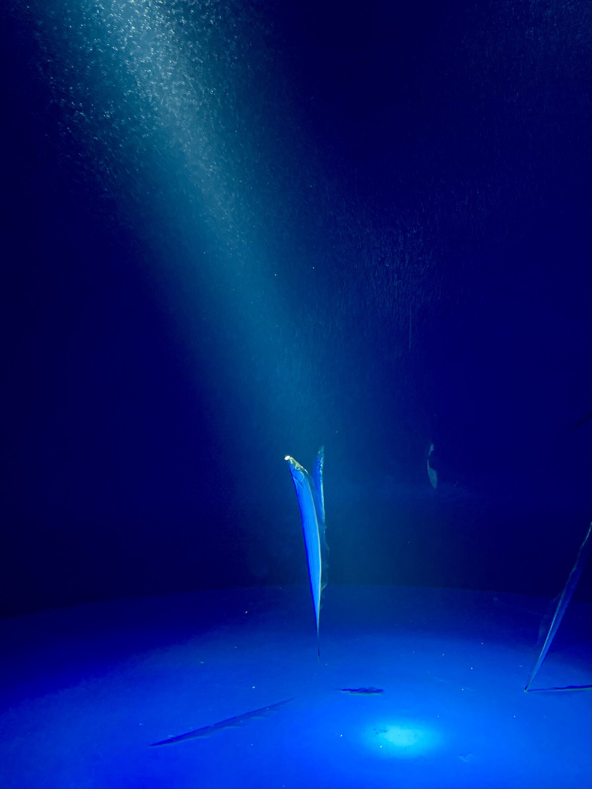 シーサイドガイアリゾートホテル開業への想い画像2