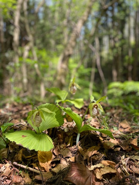ガイアの森だより画像3