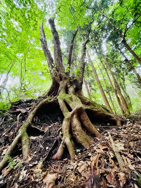 小雨とともに静かに始まる ― ヒメシャガの植栽と、ガイアの森の未来画像5