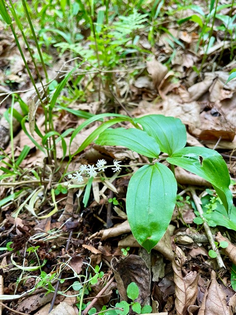 ガイアの森 に舞う生命– ナルコユリ、舞鶴草、ツクバネソウ画像3