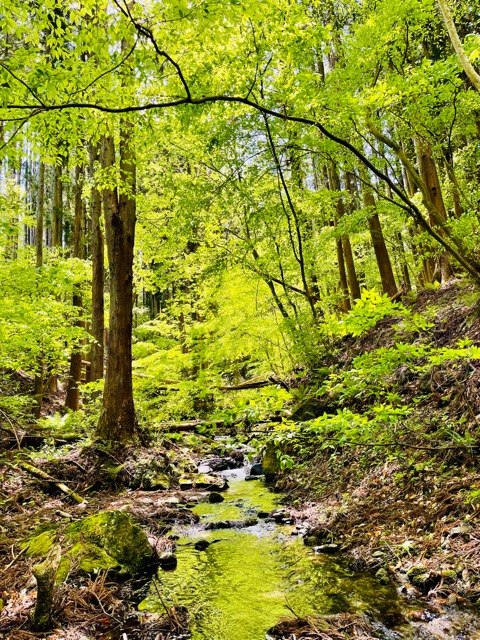 【千年の森を創る】ガイアの森に宿る命画像4