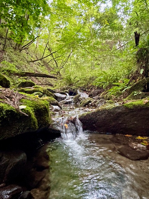 🌳 ガイアの森だより ― 真夏の森で出会う生命の営み画像4