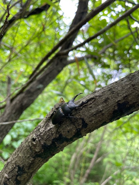 ガイアの森便り ～木蔭とせせらぎ、陽だまりと命の営み～画像2