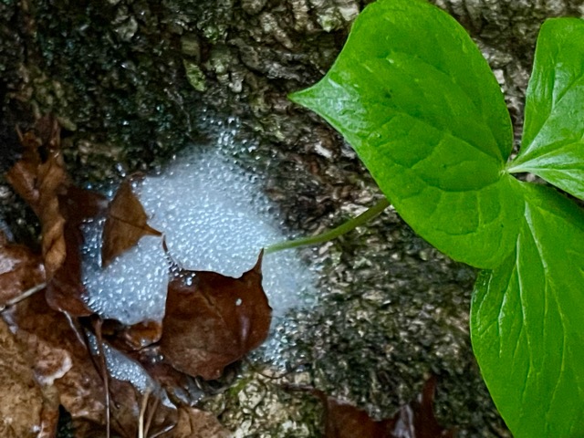 「ガイアの森」の目覚め画像4