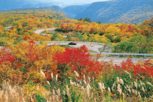 県南の紅葉と旬な味覚を味わうドライブプラン サムネイル画像