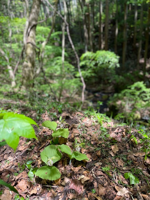 ガイアの森だより画像2