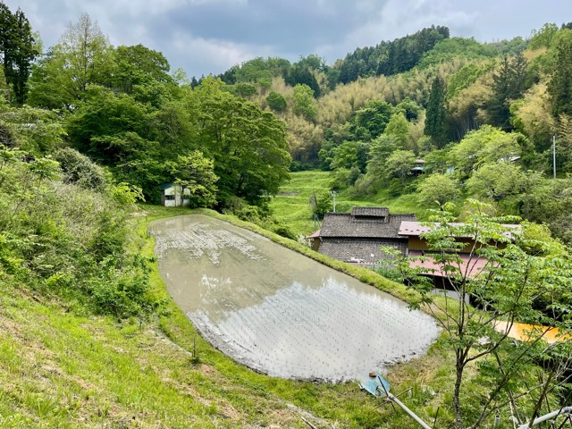 ガイアファーム棚田の田植えが終わりました。画像3