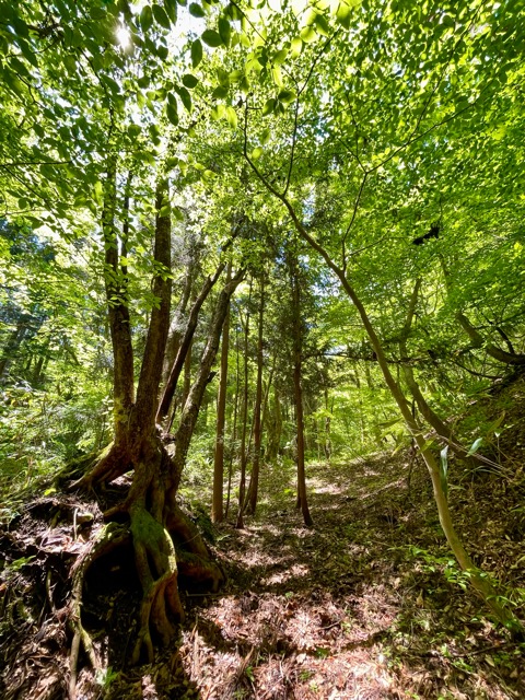 ガイア森の季節の変化 〜イカリソウとヤマブキソウ、クマガイソウ画像5