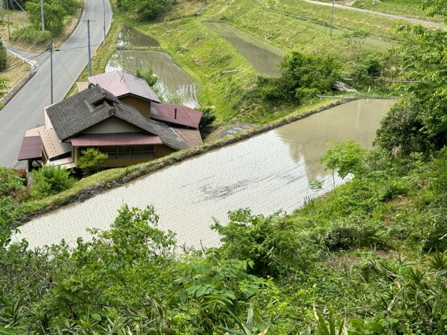 自社農場の田植えを行いました。画像2
