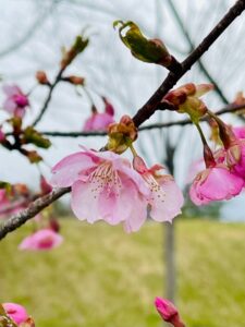 世界から蔵王へ。私たちガイアリゾートにもたくさんの来場者が訪れました。 サムネイル画像