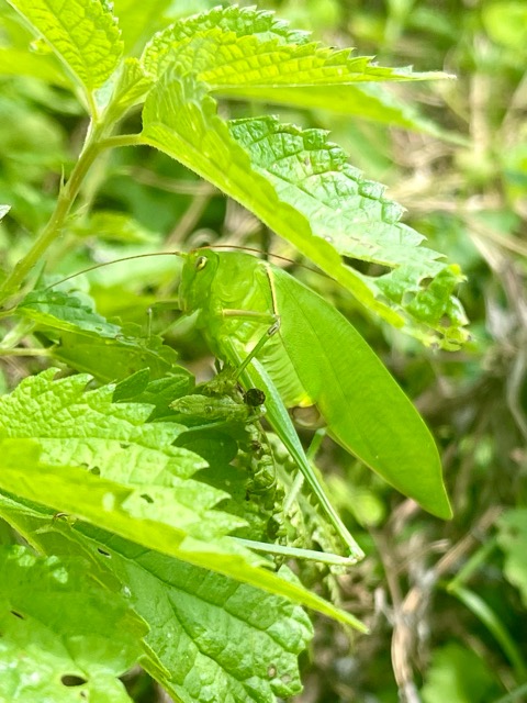 地域の“食”と“自然”を未来につなぐ:ガイアグループの取り組み画像1