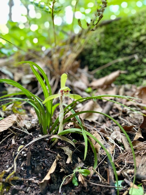ガイアの森、春深まる ― 春蘭と山吹草の開花 ―画像1