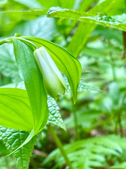 ガイアの森 に舞う生命– ナルコユリ、舞鶴草、ツクバネソウ画像1