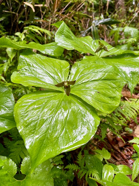 雨の「ガイアの森」に行ってみました。画像3