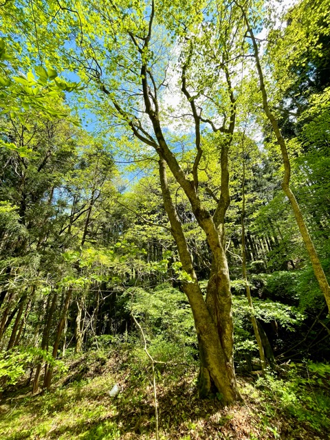 【千年の森を創る】ガイアの森に宿る命画像1