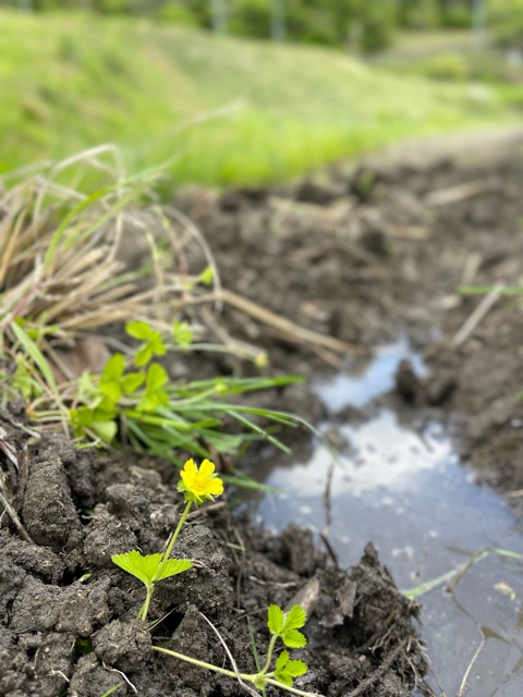 ガイアファーム・田植えの季節がやってきた棚田の恵みとまちづくり画像2