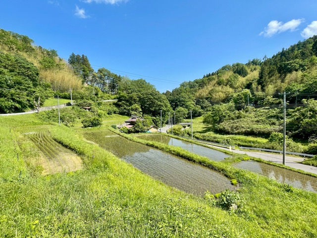 稲がすくすく育っています！天と地を映す棚田と人を育む食「伊達政宗公が目指した天地人の世」をガイアグループは目指します。画像5