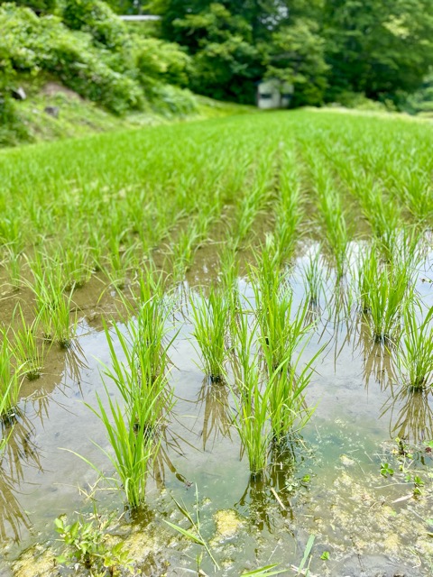 【ガイアファーム便り】梅雨の晴れ間に、稲の力強い成長を感じて画像1