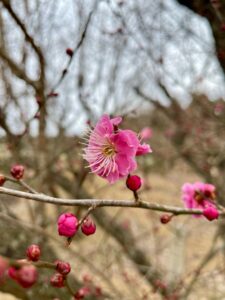 日本の地方に希望を取り戻すために—私たちガイアの挑戦 サムネイル画像