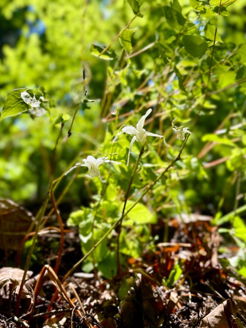 ガイア森の季節の変化 〜イカリソウとヤマブキソウ、クマガイソウ画像1