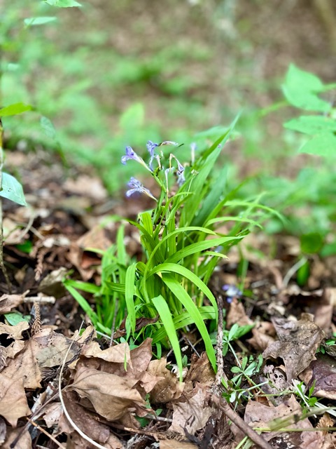 小雨とともに静かに始まる ― ヒメシャガの植栽と、ガイアの森の未来画像1