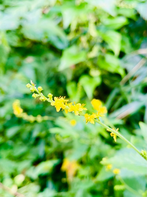 🌾 寅の日に感じる、里山と地域の力画像4