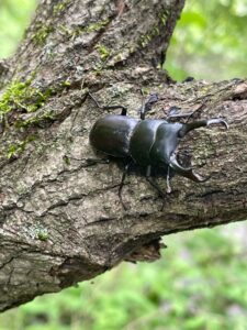 ガイアの森便り ～木蔭とせせらぎ、陽だまりと命の営み～ サムネイル画像