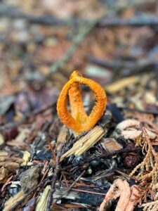 ガイアの森に現れた「三鈷」——不思議なキノコ、サンコタケ サムネイル画像